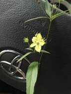 Image of Lysimachia lewisii D. Estes, J. T. Shaw & Maus.-Moon.