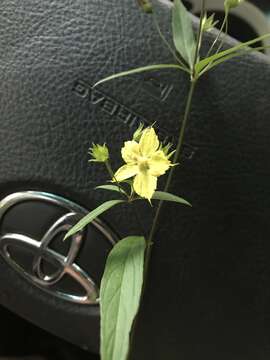 Image of Lysimachia lewisii D. Estes, J. T. Shaw & Maus.-Moon.