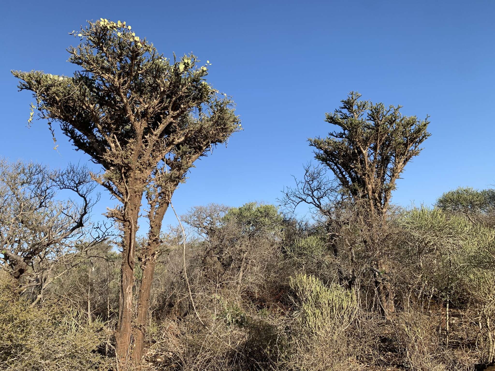 Image of Alluaudia comosa (Drake) Drake