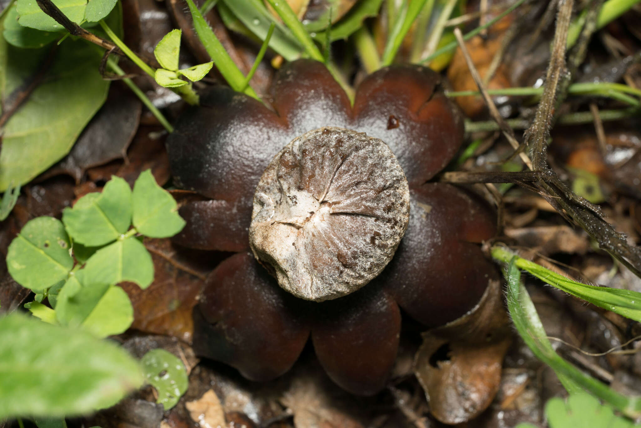 Image of Diplocystidiaceae