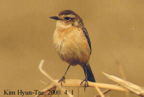 Image of Stejneger's Stonechat