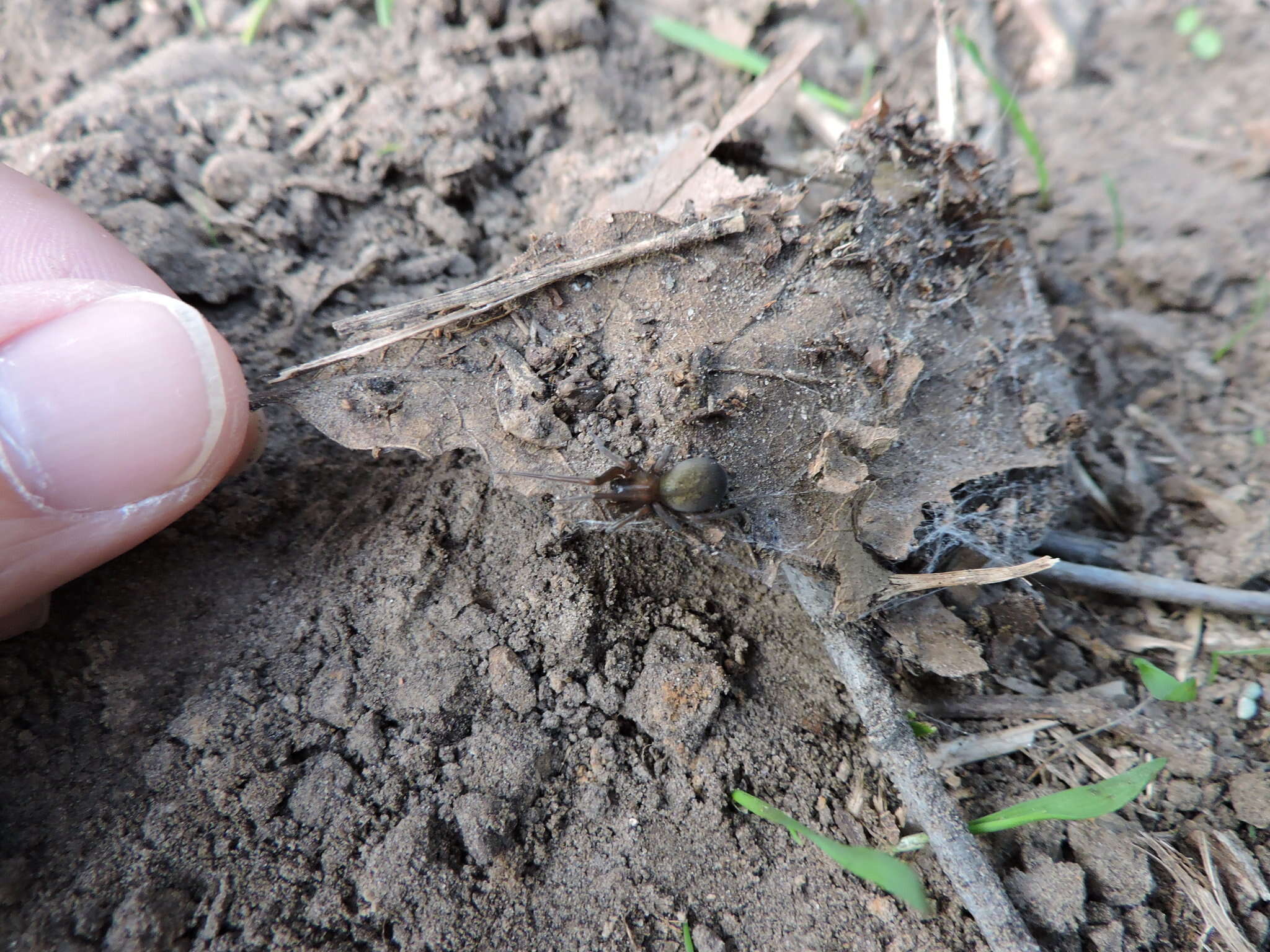 Image of Cribellate spider