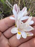 Image of Freesia sparrmanii (Thunb.) N. E. Br.