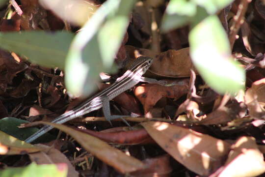 صورة Aspidoscelis sexlineatus sexlineatus (Linnaeus 1766)