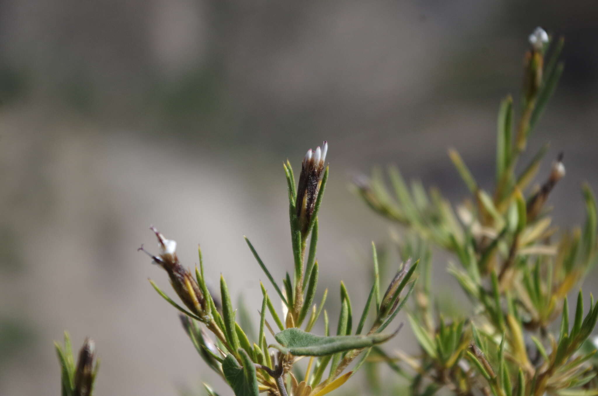 Image of Lophopappus foliosus Rusby