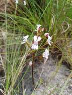 Disa sagittalis (L. fil.) Sw.的圖片