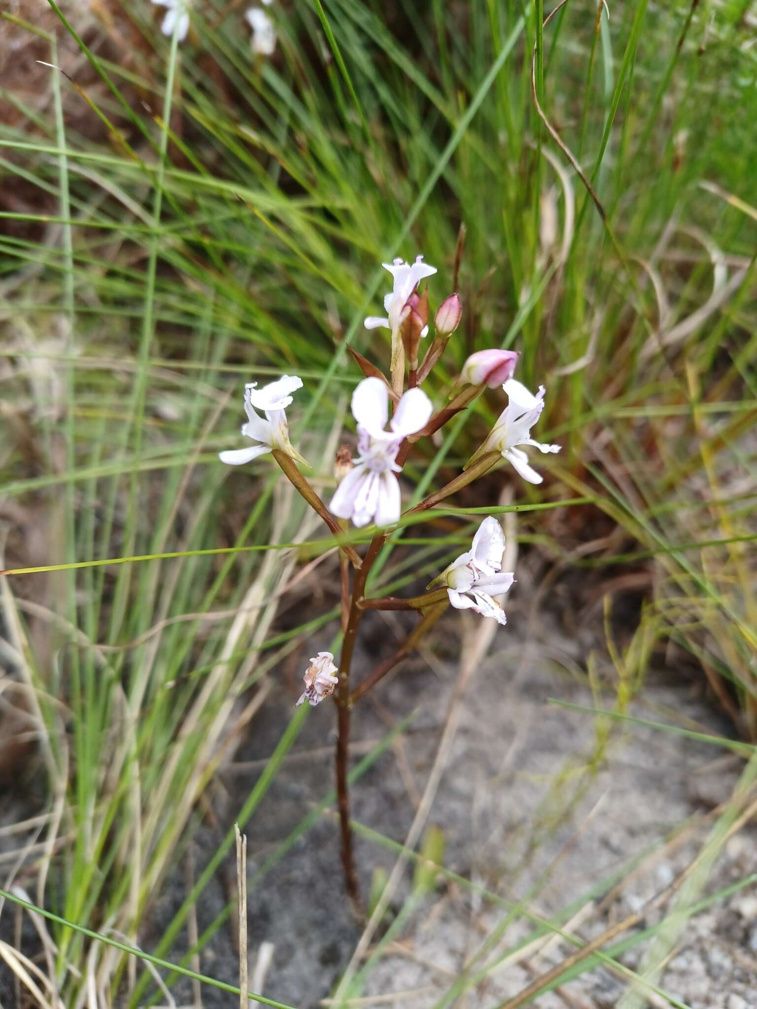 Image of Disa sagittalis (L. fil.) Sw.