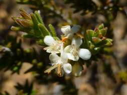 Image of Macrostylis ramulosa I. Williams