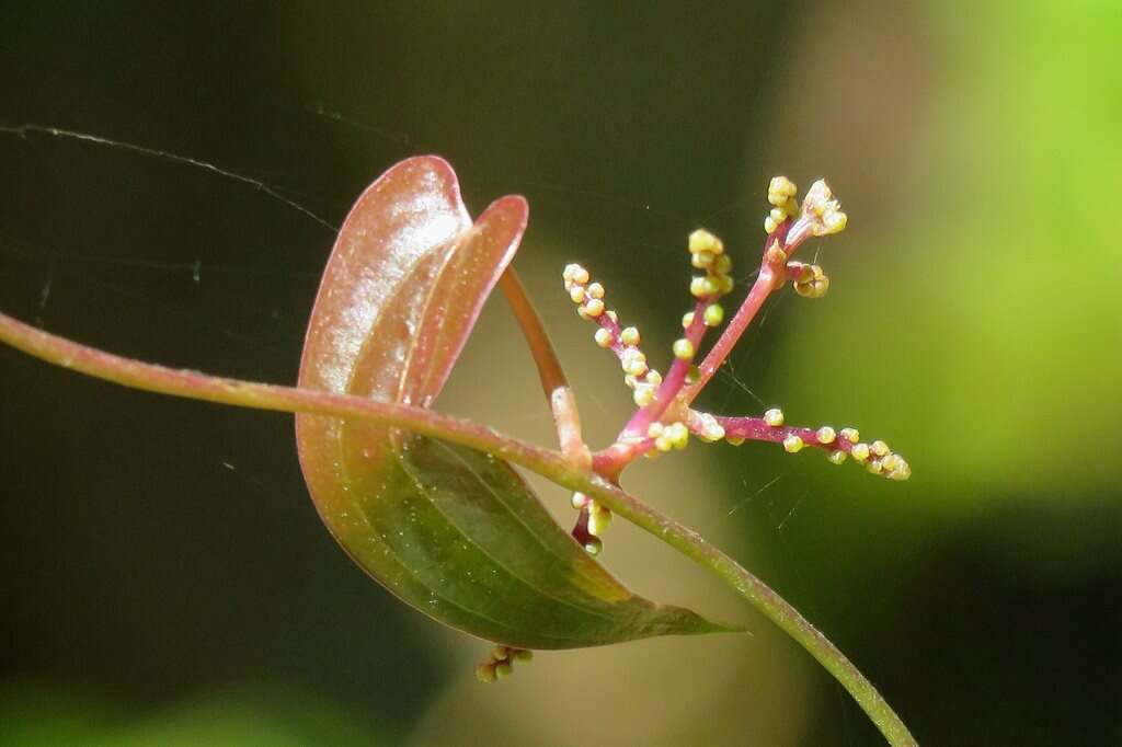 Dioscorea transversa R. Br. resmi