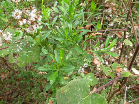 Image of Baccharis heterophylla Kunth