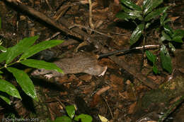 Image of Giant White-tailed Rat
