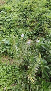 Image of Echium nervosum Dryand. ex Ait.