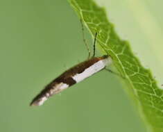 Imagem de Argyresthia pruniella Clerck 1759