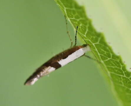 Imagem de Argyresthia pruniella Clerck 1759