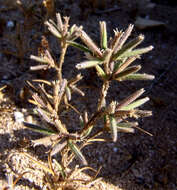 Image of Velezia fasciculata Boiss.