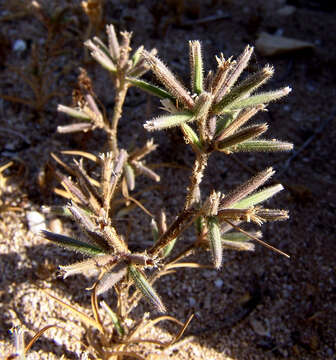 Image of Velezia fasciculata Boiss.