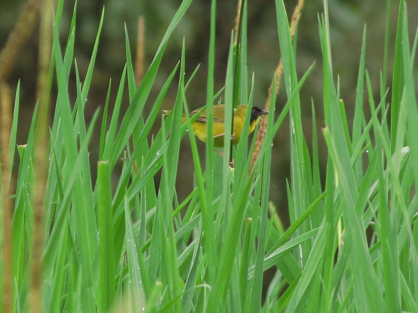 Image of Black-lored Yellowthroat