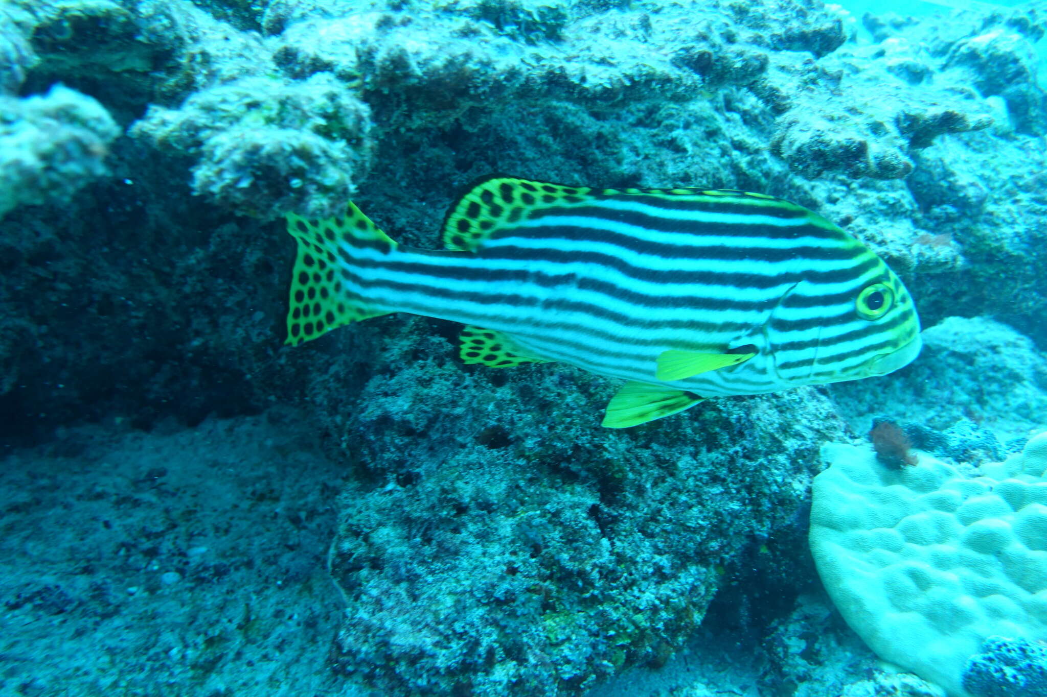 Image of Indian Ocean oriental sweetlips