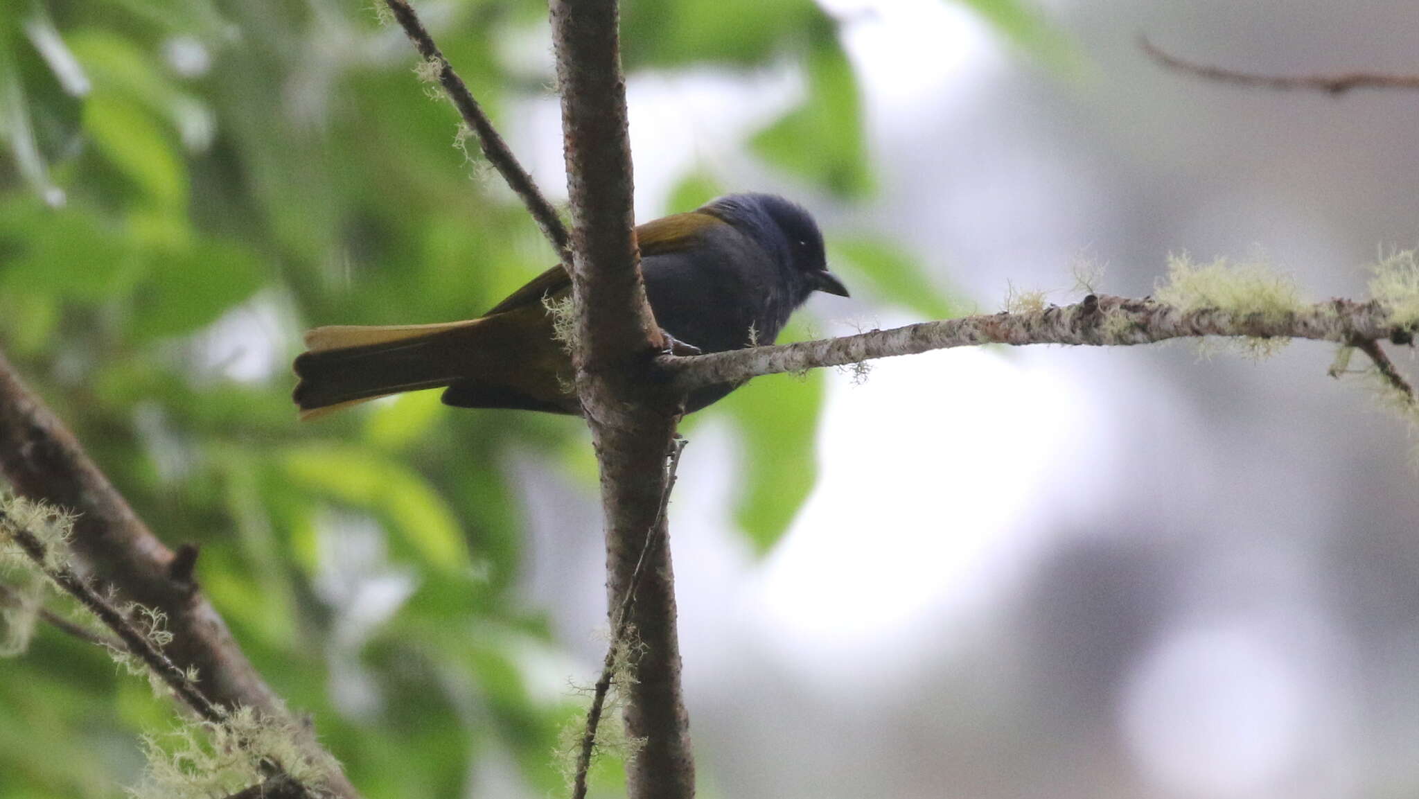 Image de Sporathraupis cyanocephala (d'Orbigny & Lafresnaye 1837)