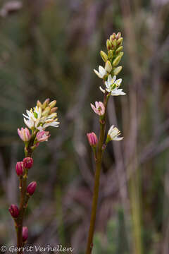 Image of Harperocallis falcata (Ruiz & Pav.) L. M. Campb. & Dorr