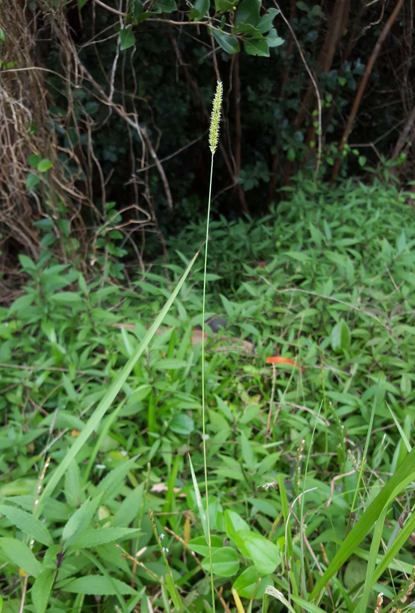 Sivun Sacciolepis indica (L.) Chase kuva