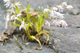 Image of Dendrobium eriiflorum Griff.