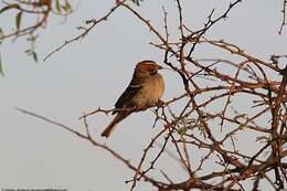 Image of Chestnut-crowned Sparrow-Weaver