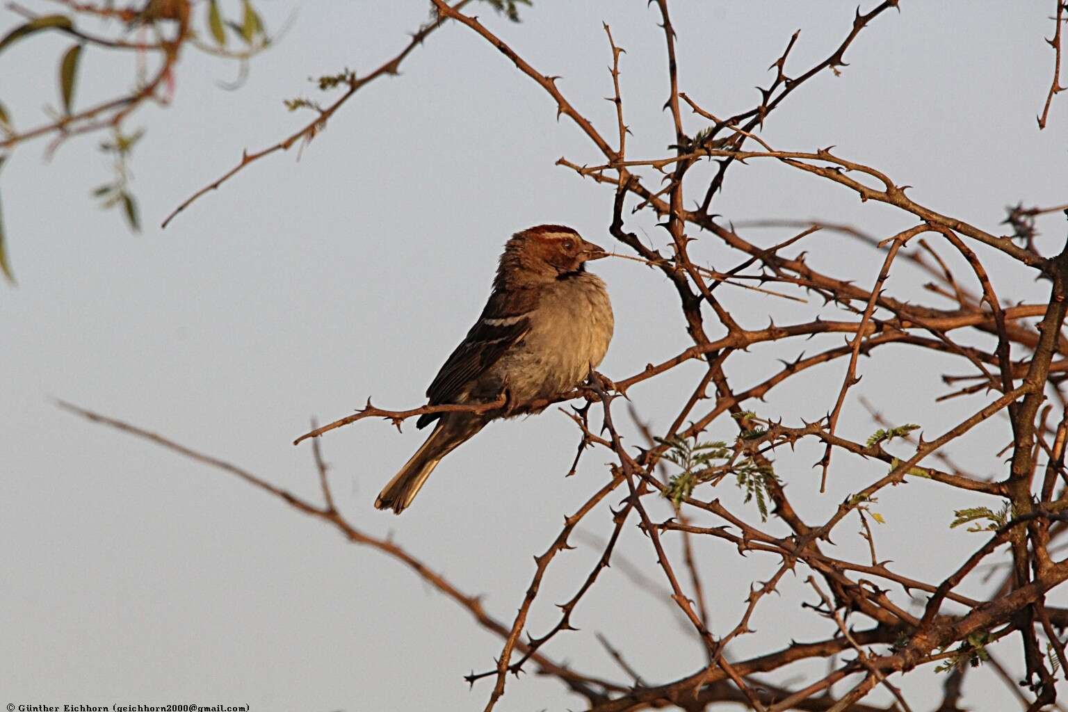 Image of Chestnut-crowned Sparrow-Weaver