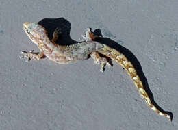 Слика од Afrogecko porphyreus (Daudin 1802)