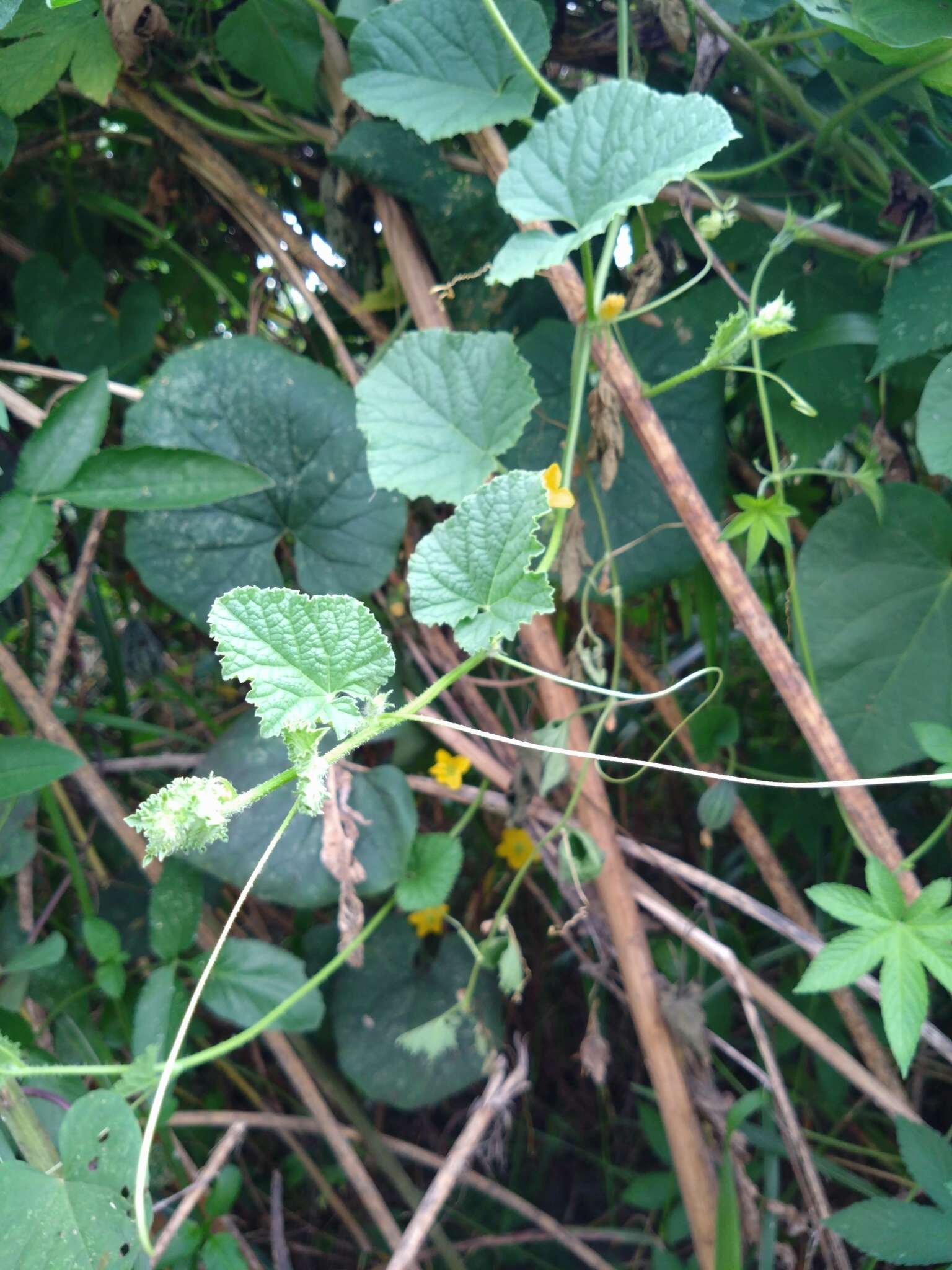 Image of Cucumis melo var. agrestis Naudin