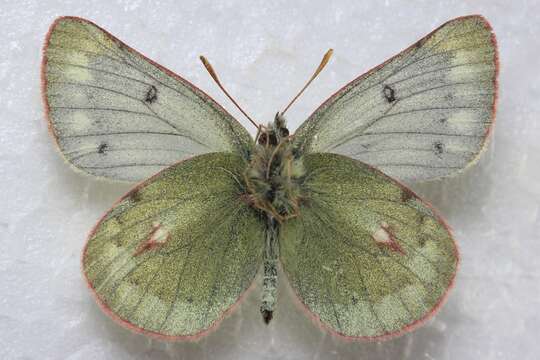 Image of Labrador Sulphur