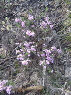 Слика од Indigofera pappei Fourc.