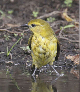 Image of Slender-billed Weaver