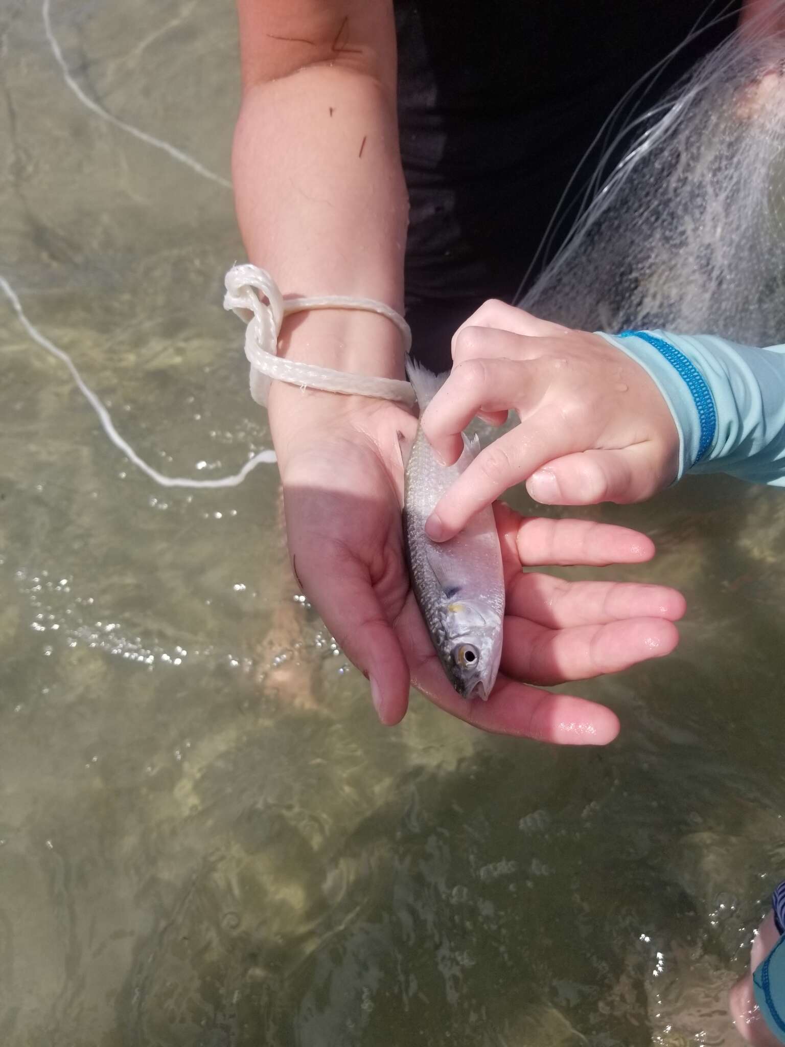 Image of Blueback Mullet