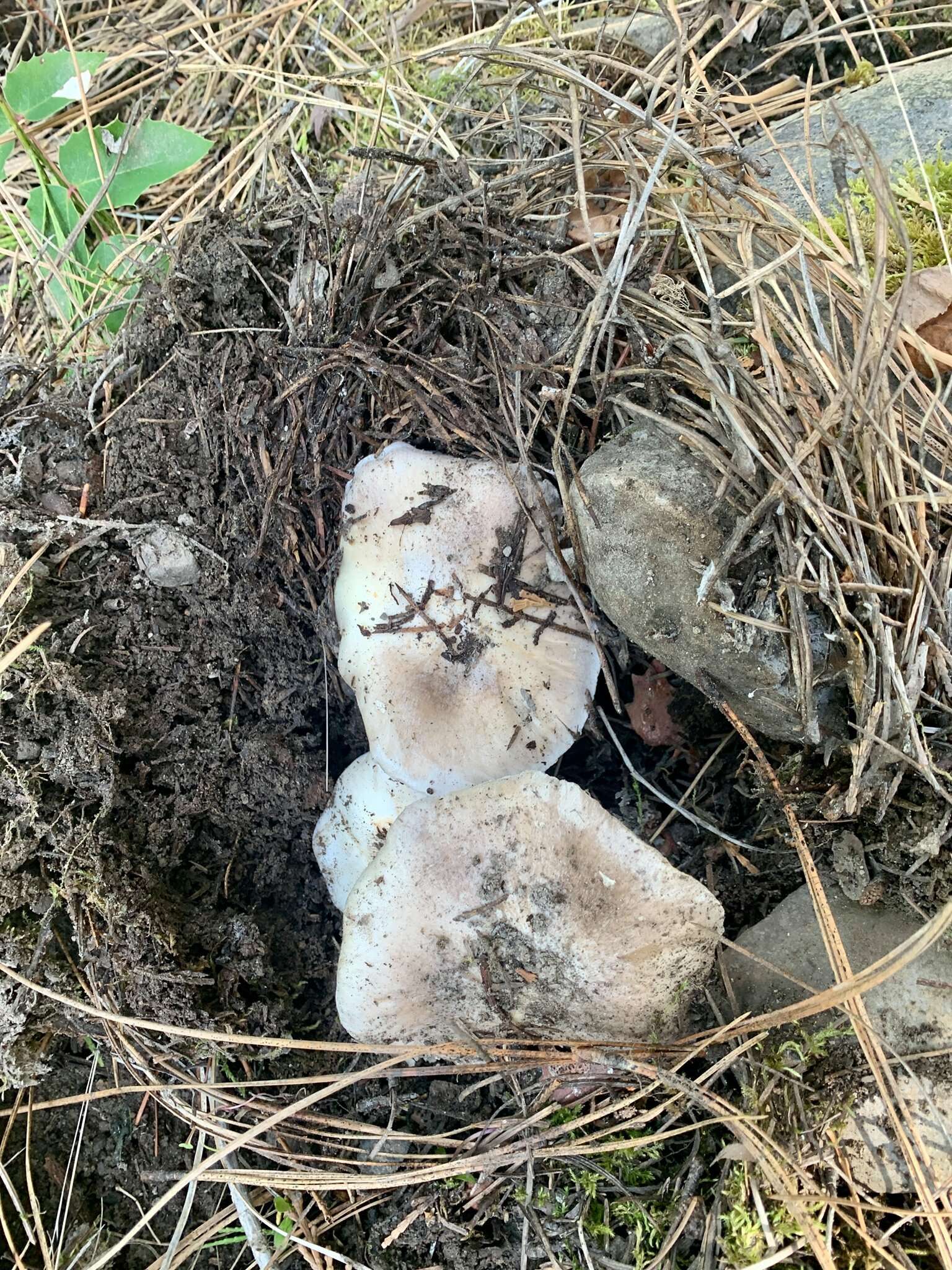 Image of Tricholoma vernaticum Shanks 1996