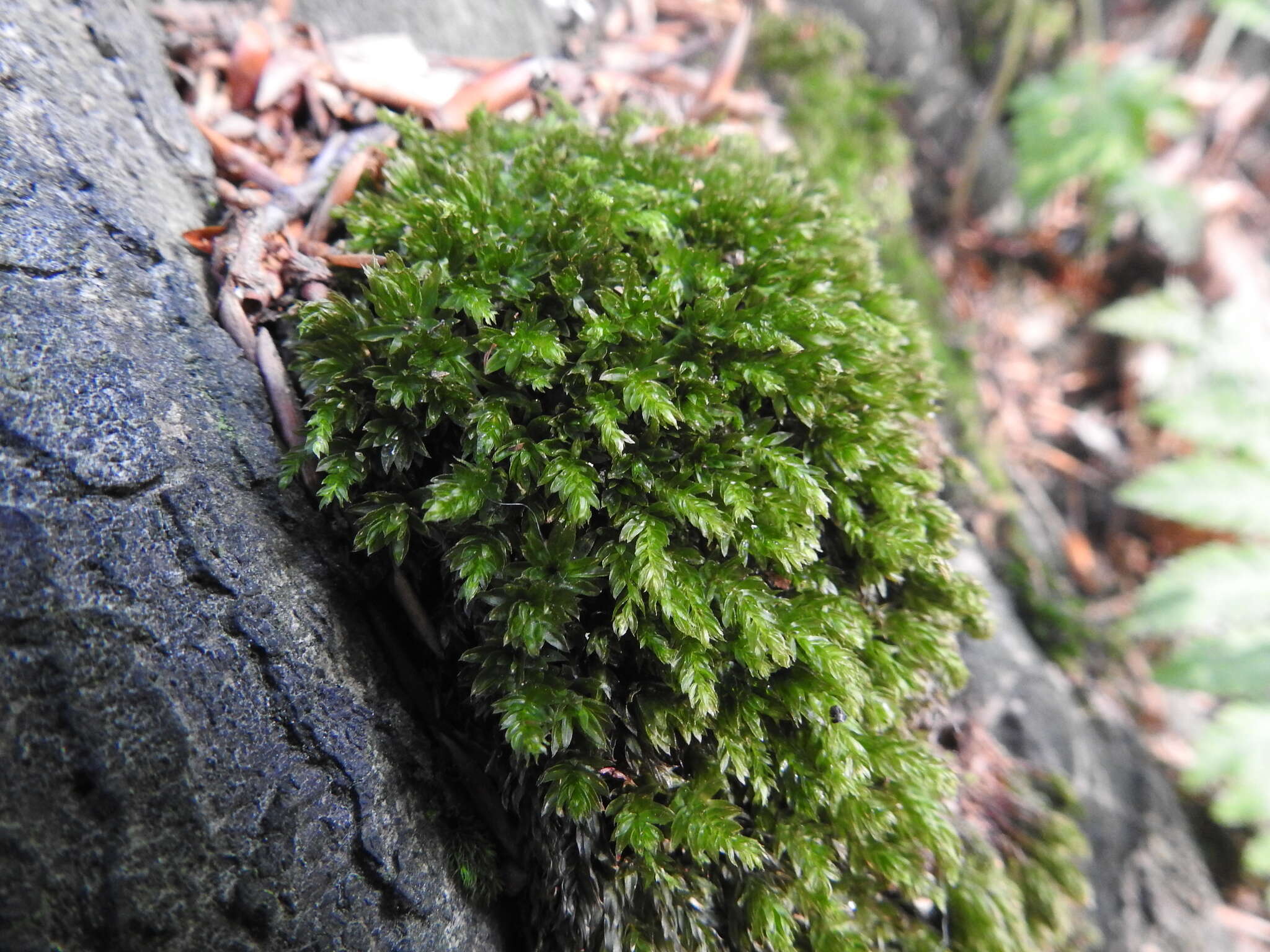 Image of horn calcareous moss