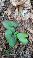 Image de Hexastylis arifolia (Michx.) Small