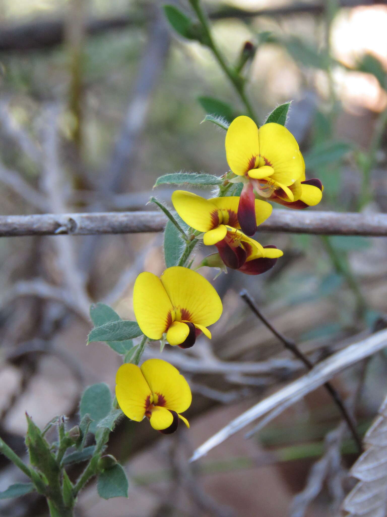 Plancia ëd Bossiaea stephensonii F. Muell.