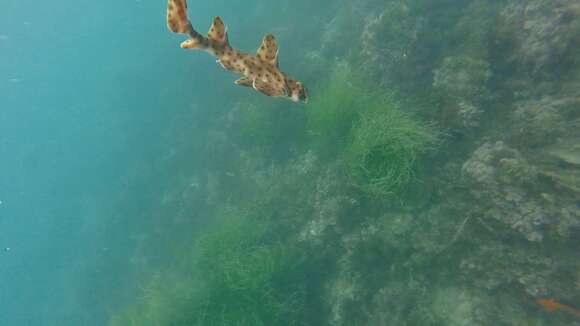 Image of Bullhead Shark