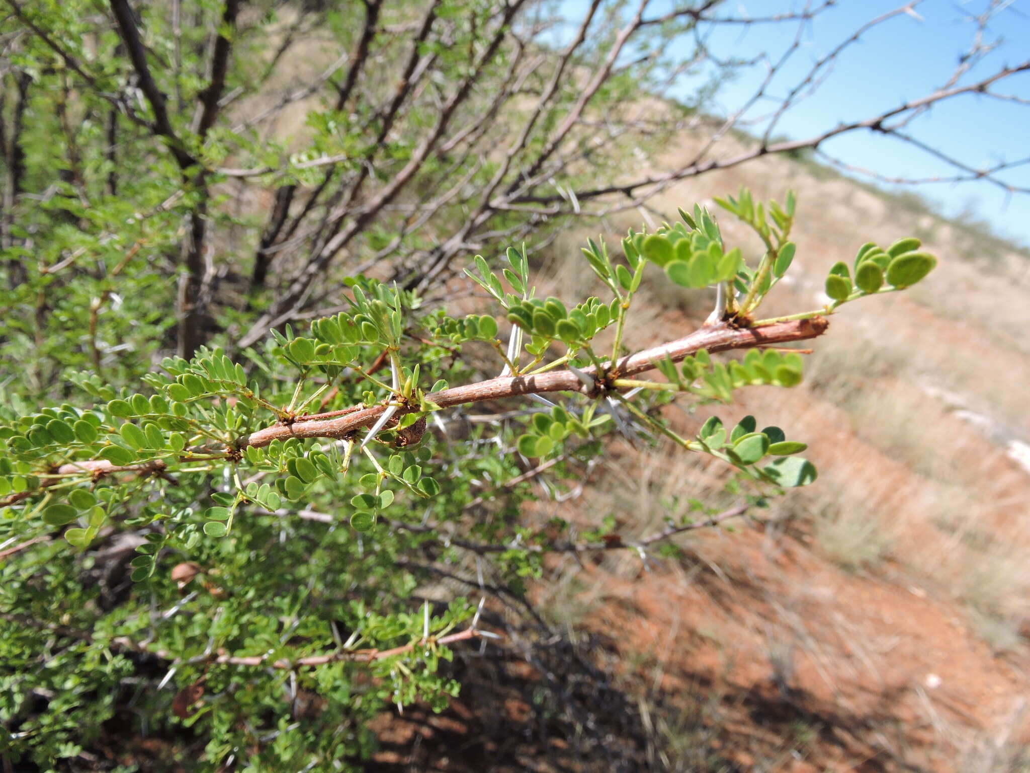 Image de Vachellia nebrownii (Burtt Davy) Seigler & Ebinger