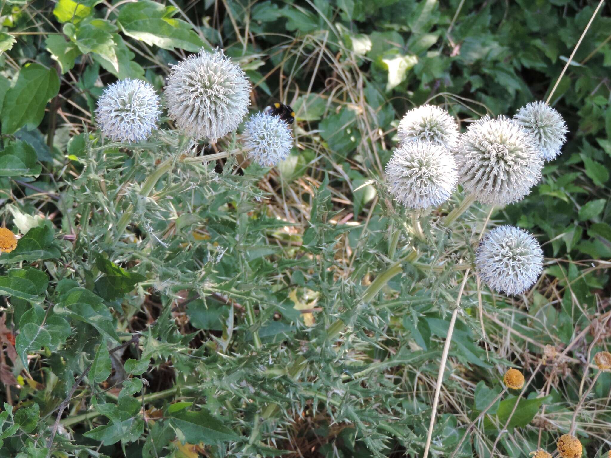 Image of Echinops sphaerocephalus subsp. sphaerocephalus