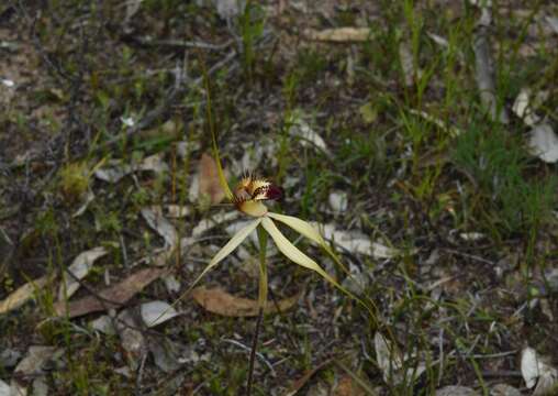 Imagem de Caladenia cala Hopper & A. P. Br.