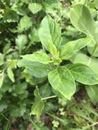 Image of Texas milkweed