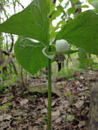 Imagem de Trillium cernuum L.