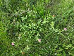 Image of Trifolium pratense var. pratense