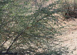 Image of Blue-leaf bauhinia