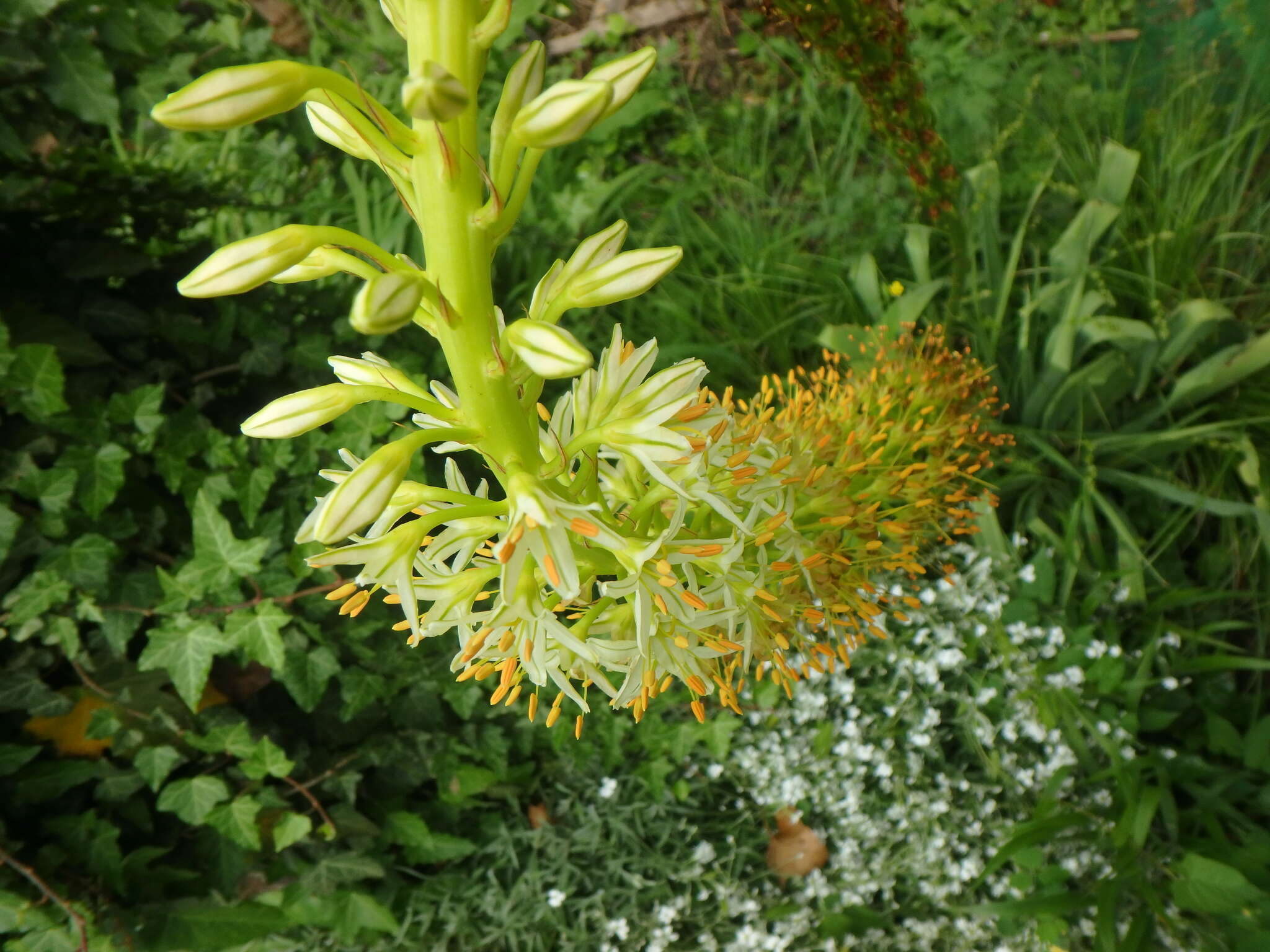 Image of Eremurus tauricus Steven