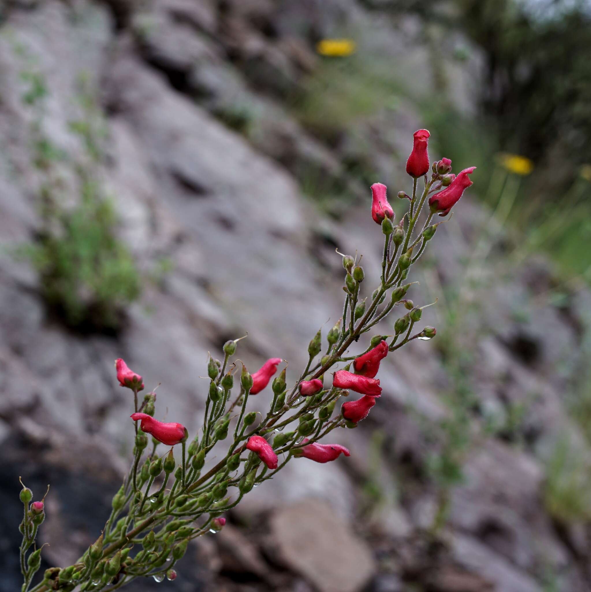 Image of New Mexico figwort