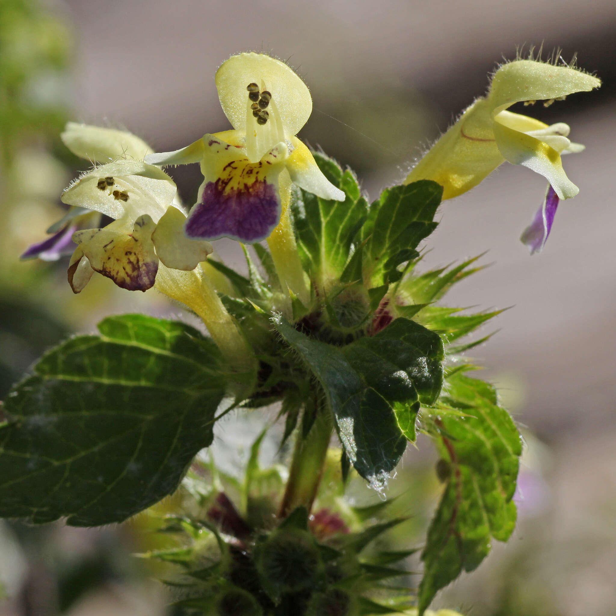 Image of Edmonton hempnettle