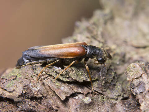 Image of Elateroides flabellicornis (Schneider 1791)